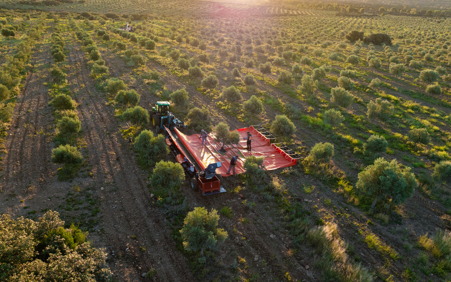 La récolte des olives au Domaine Jòlibois : Terre de traditions et d’histoire