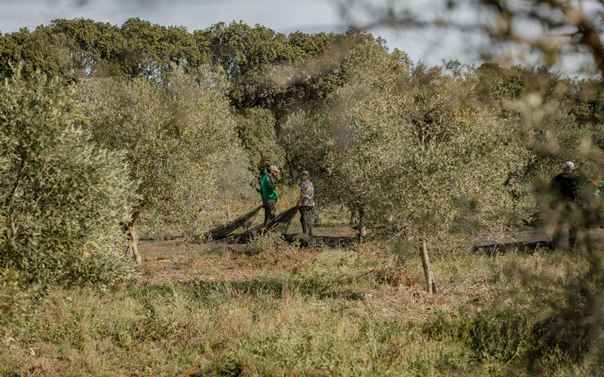 RÉCOLTE DE L’OR VERT : LE DOMAINE JÒLIBOIS DÉVOILE SES SECRETS